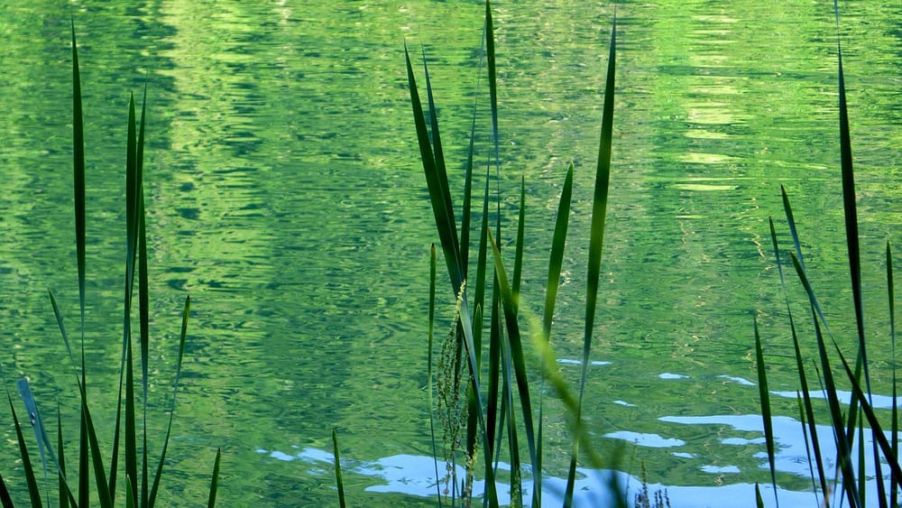 Júnové lúky a smaragdové jazierko – štiavnické tajchy